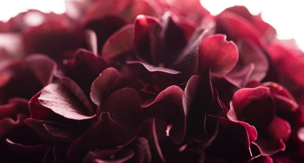 Jewel-article-florazu-header