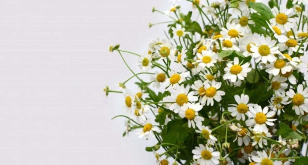 herbs-article-florazu-chamomile