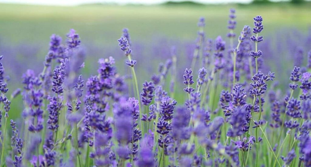 herbs-article-florazu-lavender