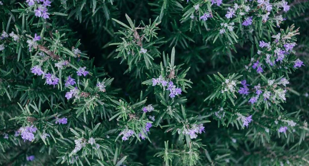 herbs-article-florazu-rosemary
